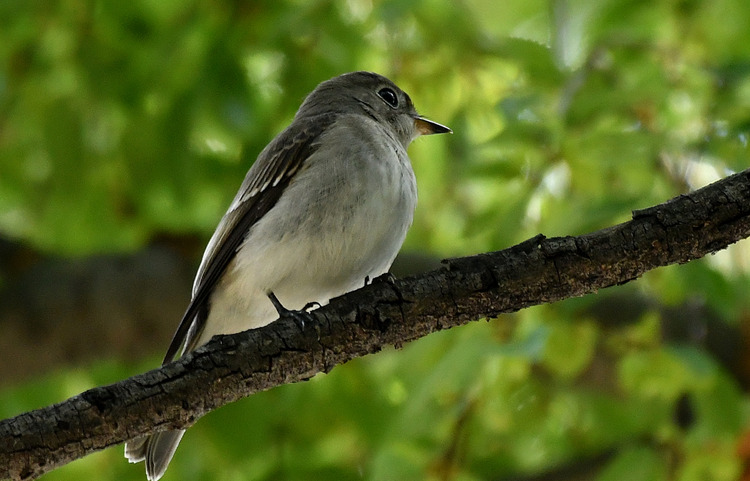 D5003_109106