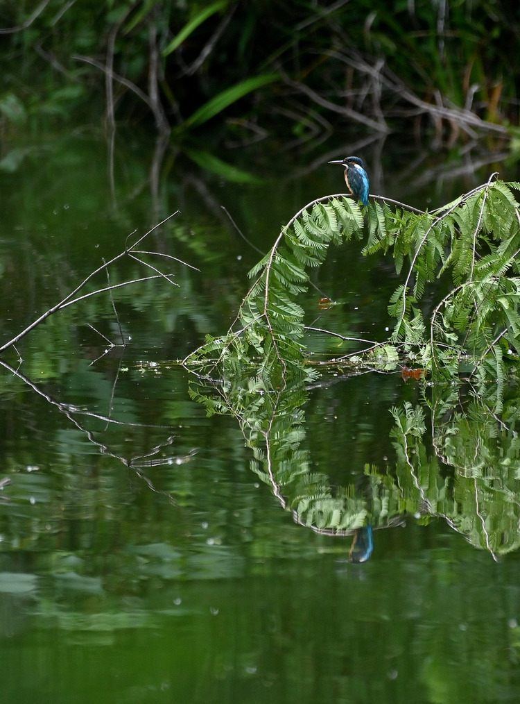 Z6ii1_105106