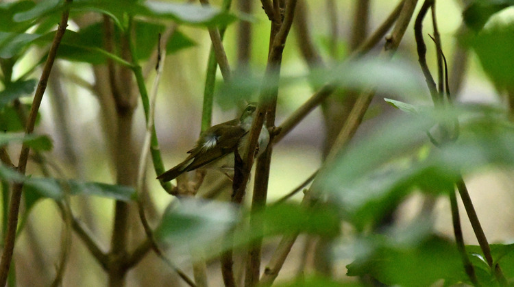 D5003_082995