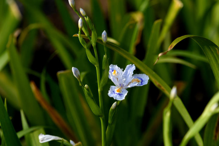 D5003_031603