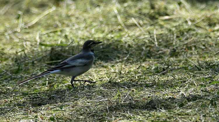 D5003_109901