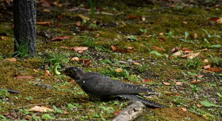 D5003_106315