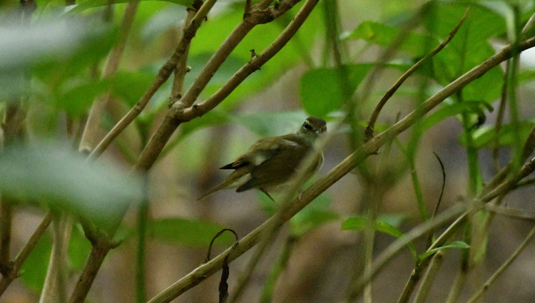 D5003_083081