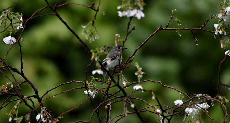 D5003_108802_00
