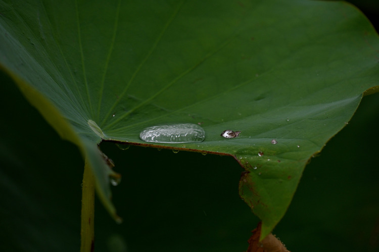 Z6ii1_103174