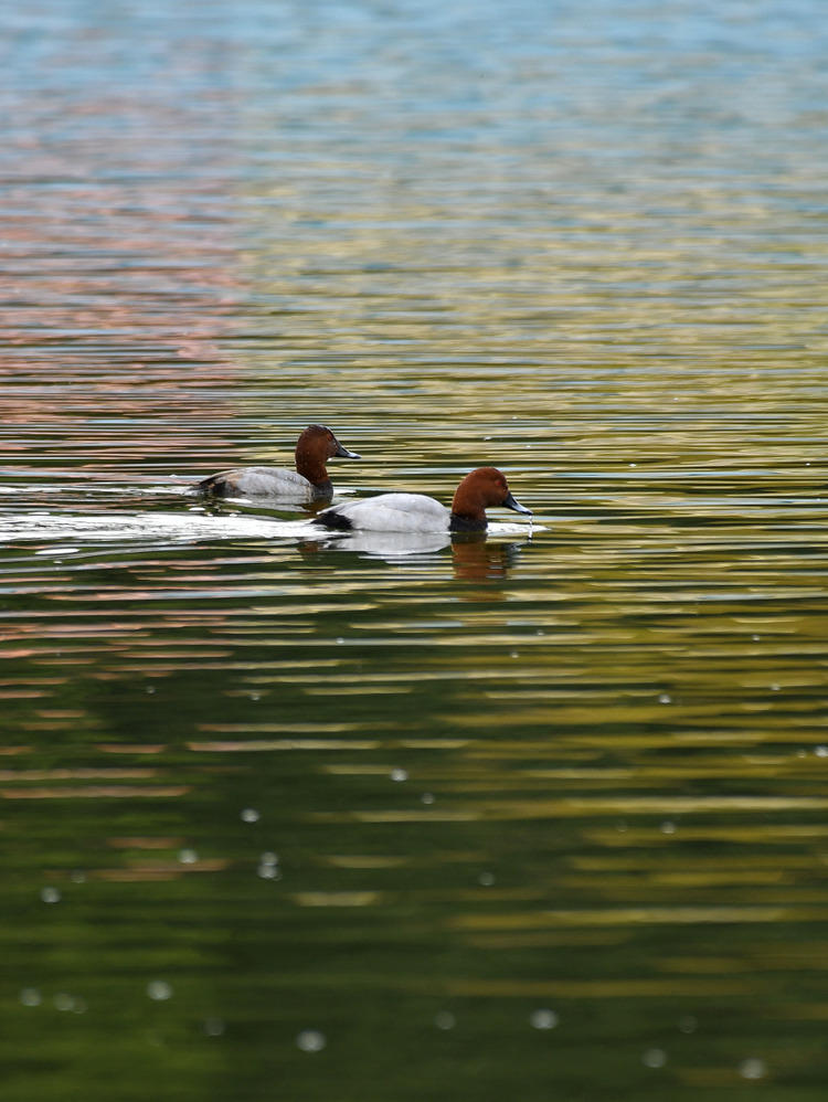 D5003_118049