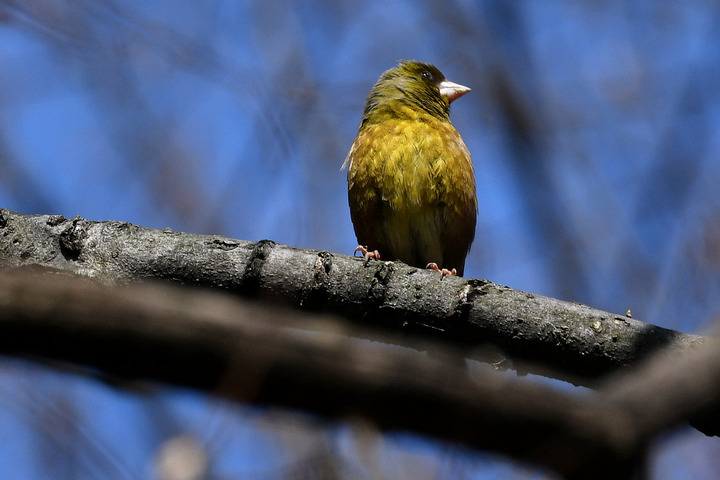 D5003_031512