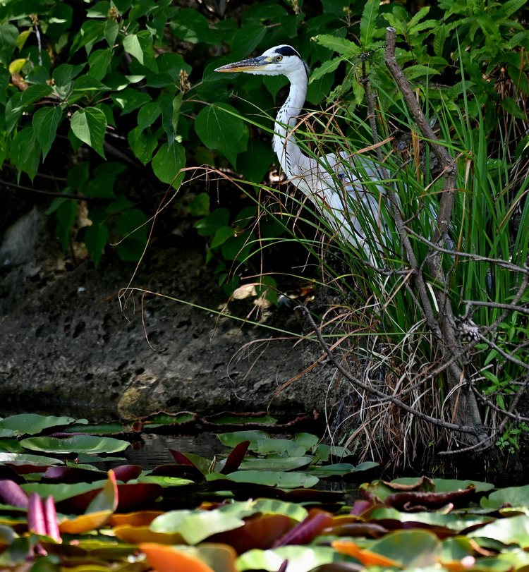Z6ii1_101299