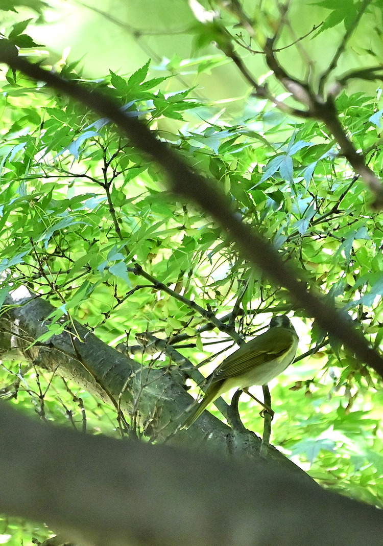 Z6ii1_110576