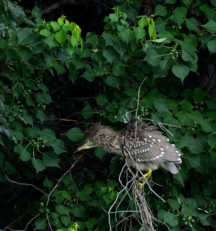 D5003_075466