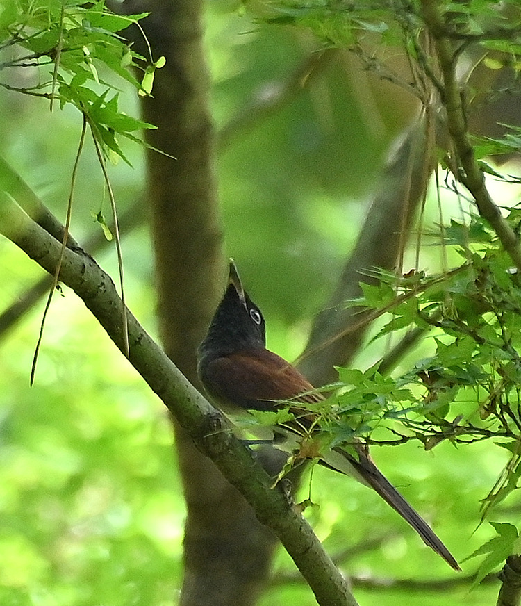 Z6ii1_105897