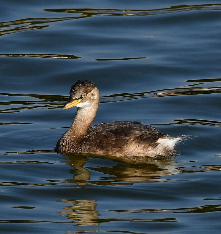 D5003_116727