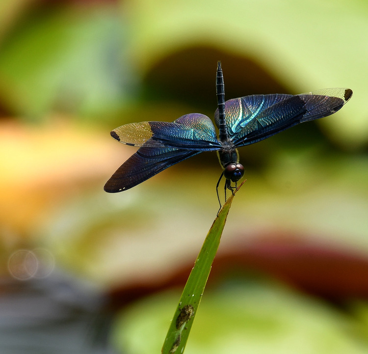 D5003_080181