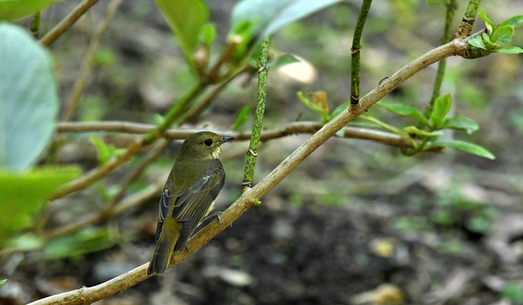 D5003_112098