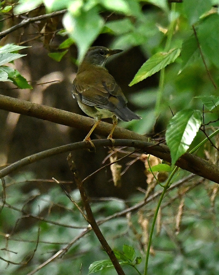 D5003_110852