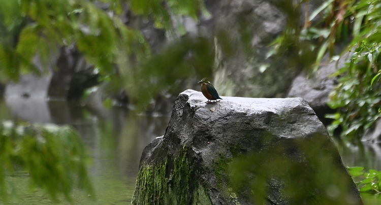 Z6ii1_128921