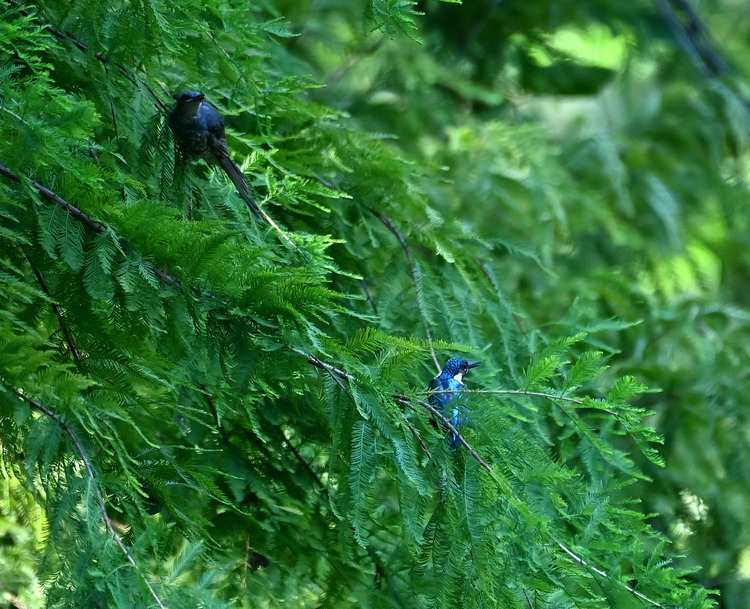 Z6ii1_102674