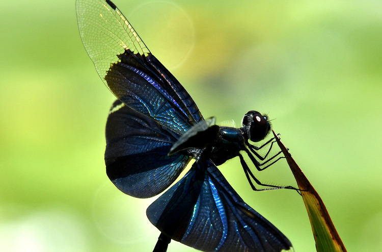 D5003_078425
