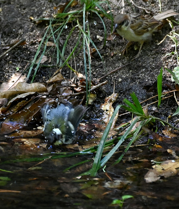 Z6ii1_101409