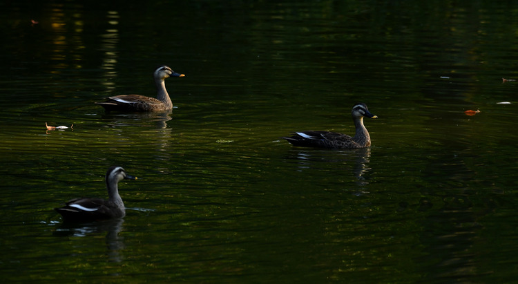D5003_112558