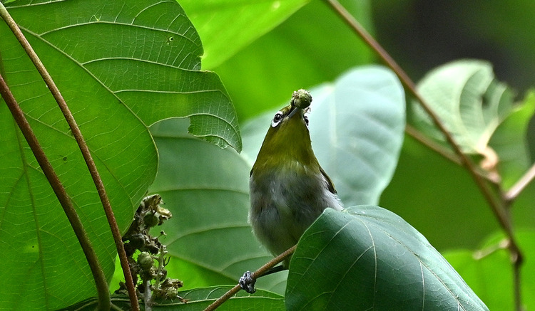Z6ii1_100639