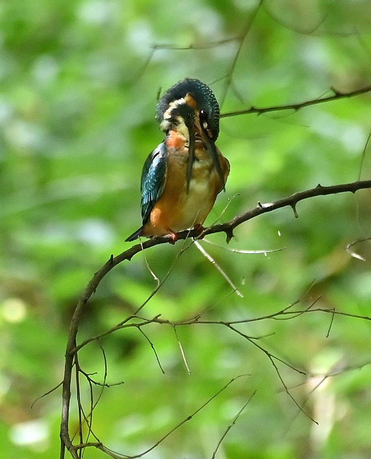 Z6ii1_100750