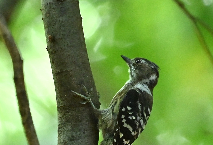 Z6ii1_101531