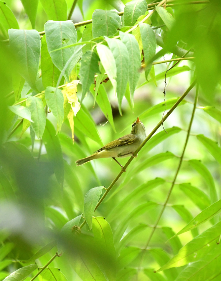 D5003_080495