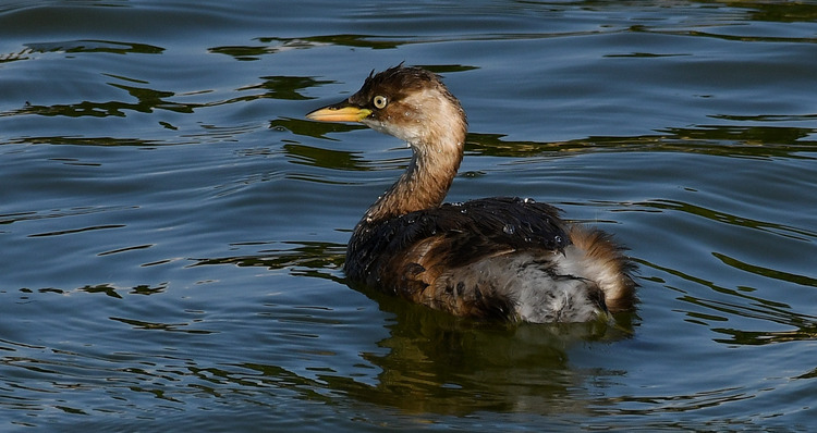 D5003_116732