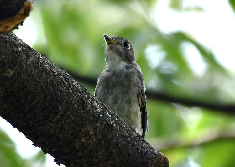 D5003_078509