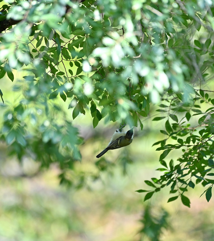 Z6ii1_109427