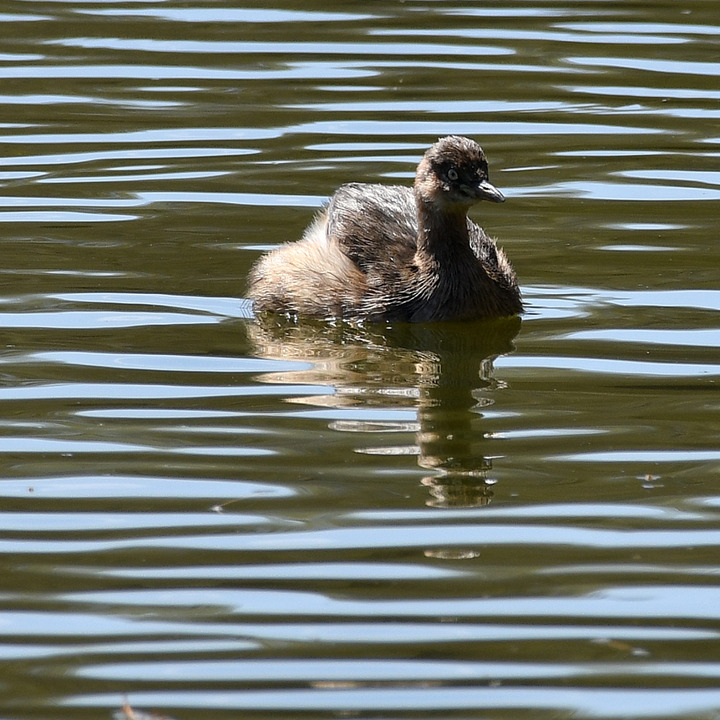 D5003_031509
