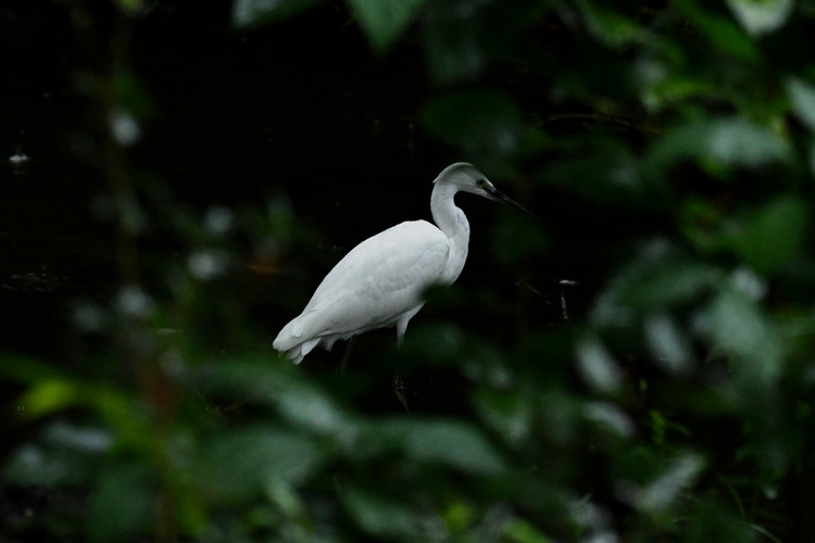 D5003_108450