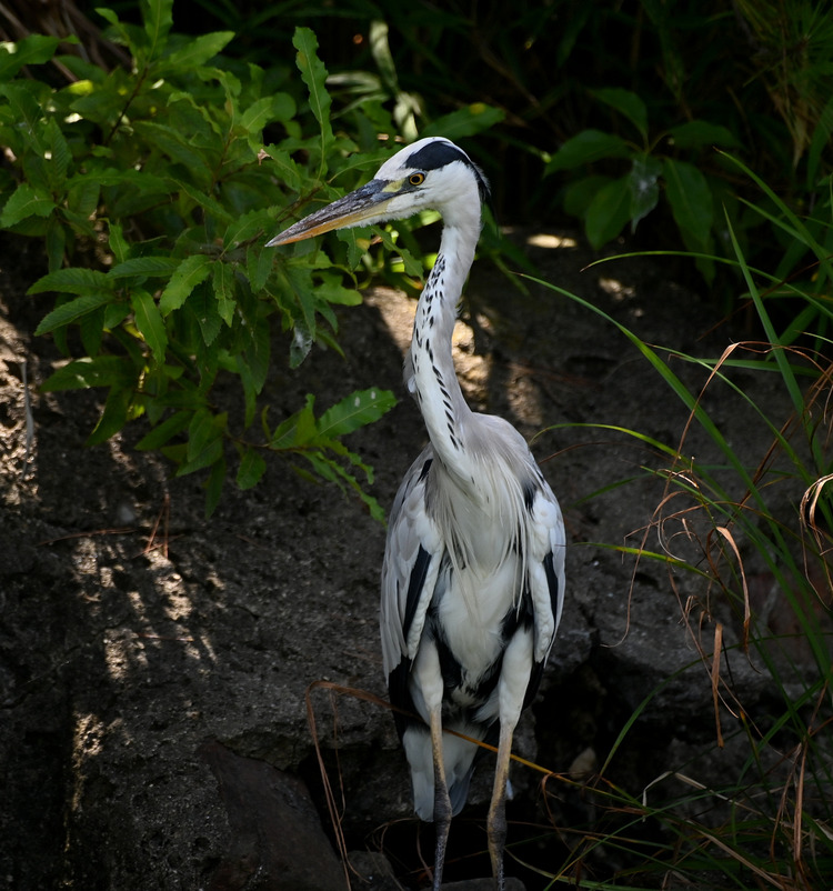 Z6ii1_101313