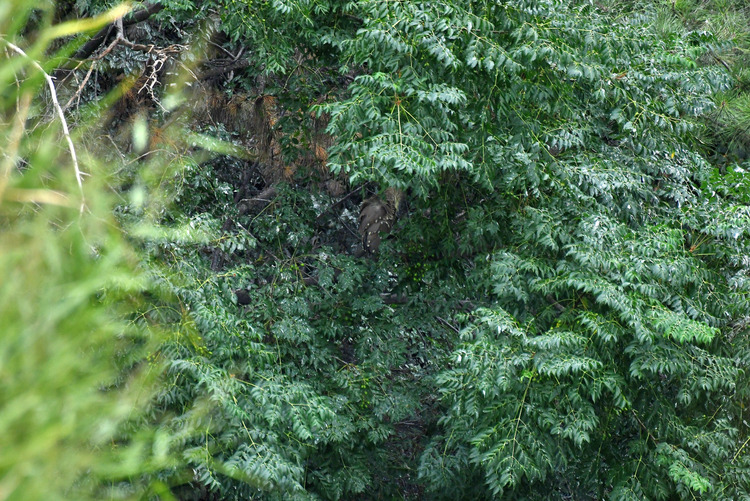 D5003_086509