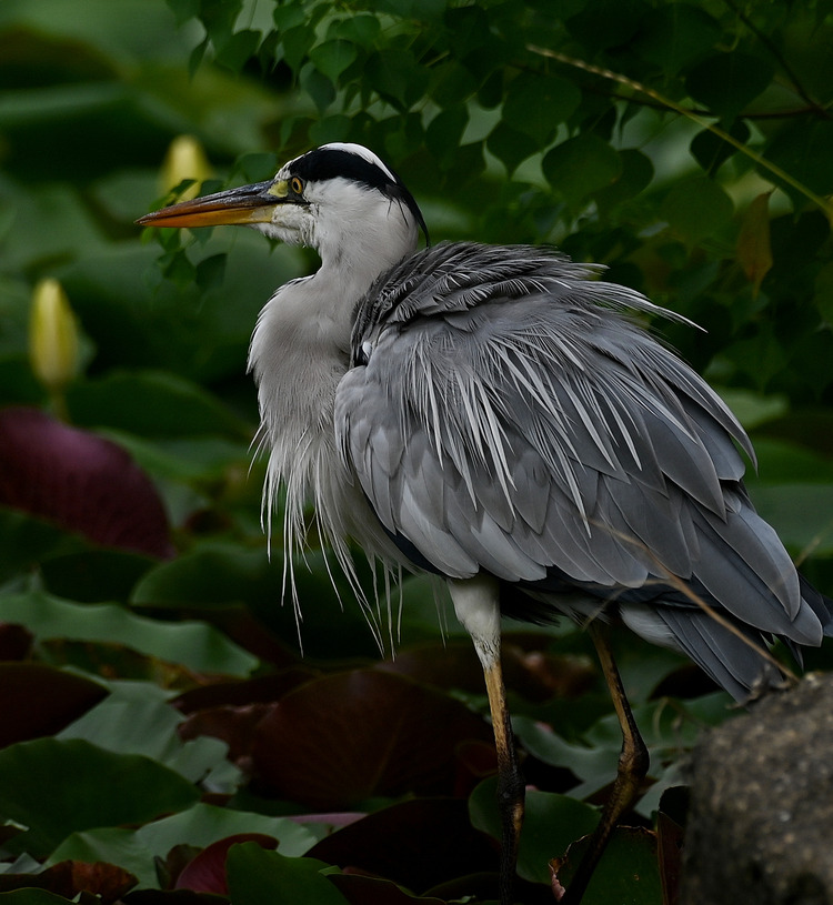 Z6ii1_111030