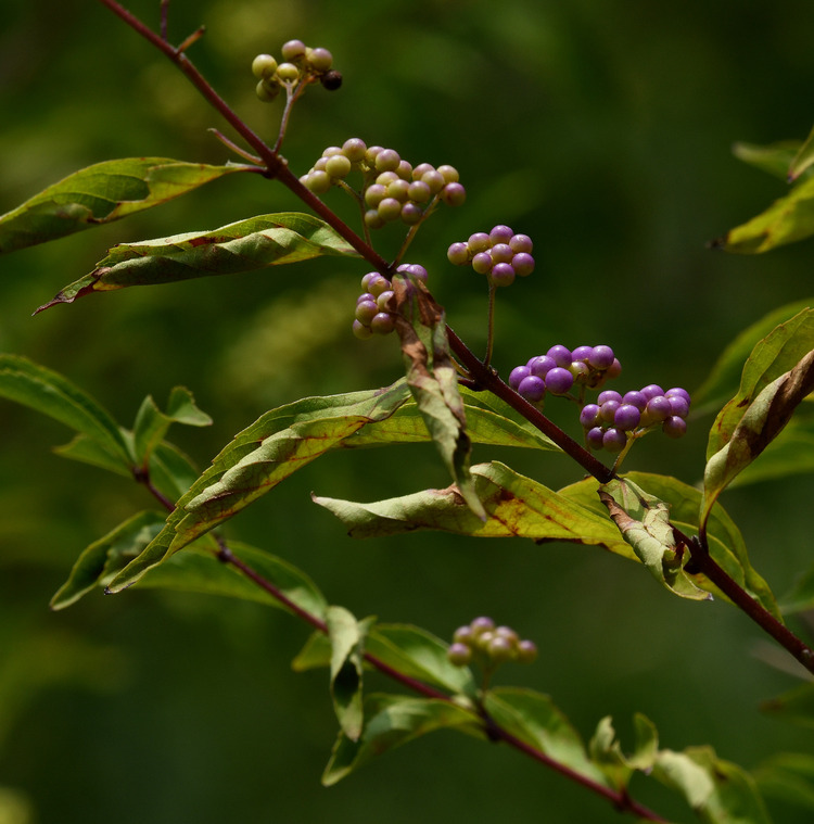 D5003_080225