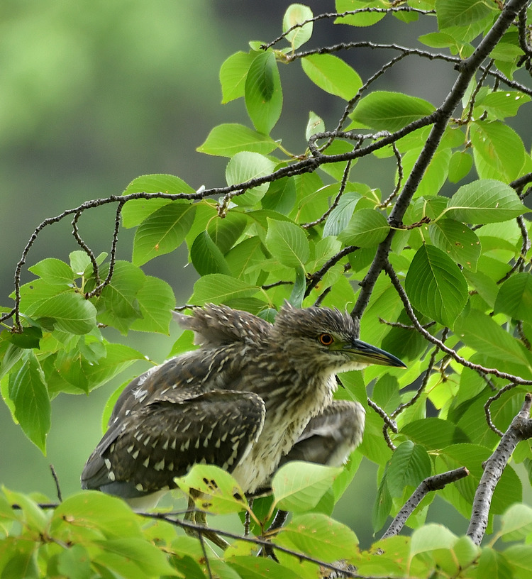 D5003_080777