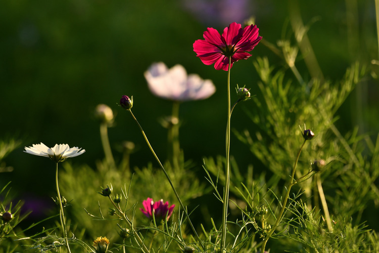 D5003_117977