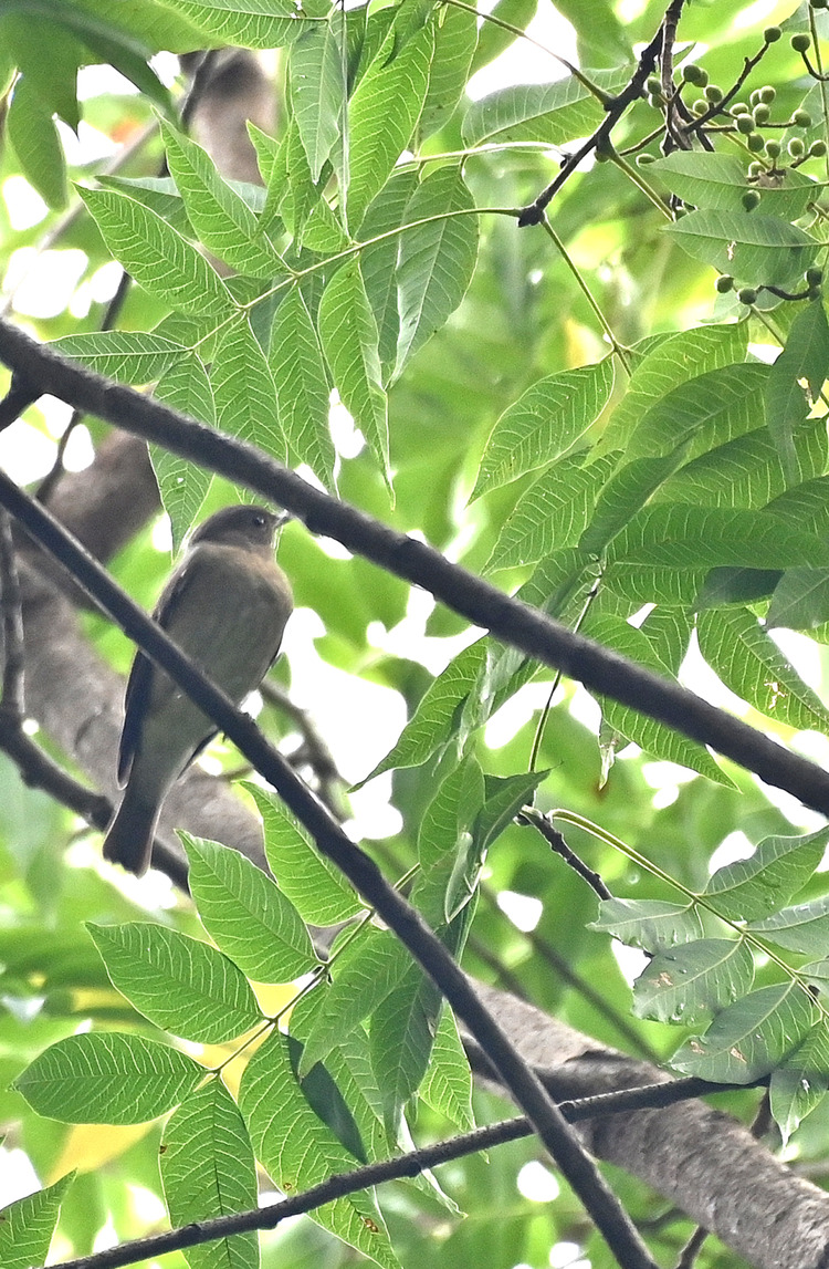 Z6ii1_129495