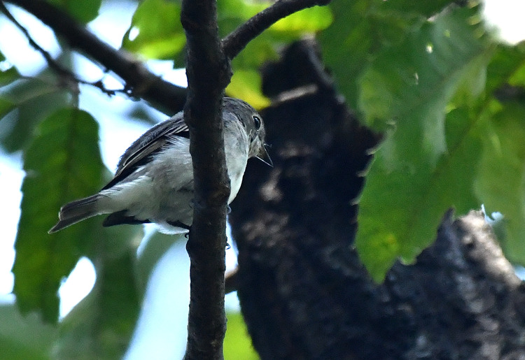 D5003_076586