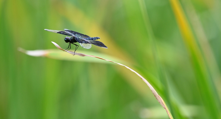 Z6ii1_099870