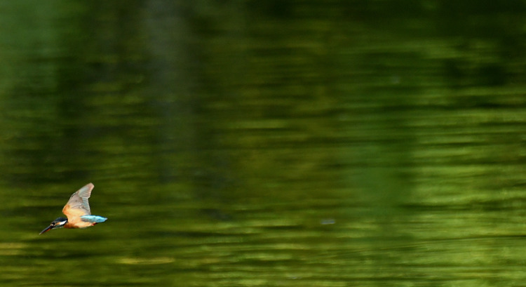 D5003_079887