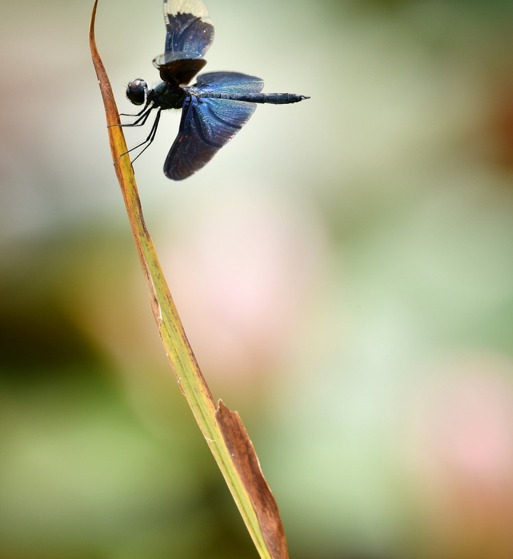 D5003_080214