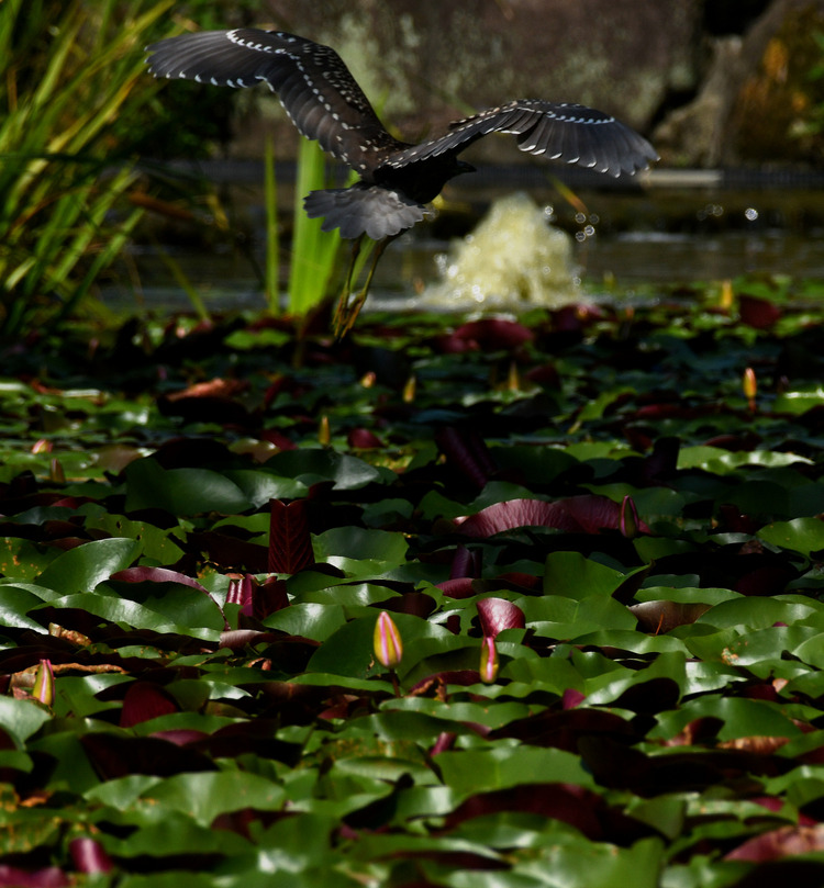 D5003_075183