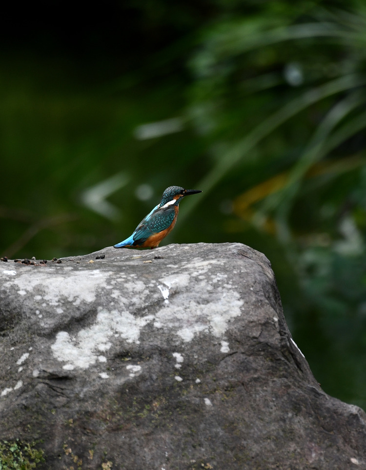 D5003_081541_00
