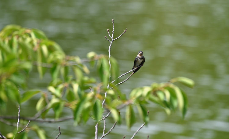 Z6ii1_099790