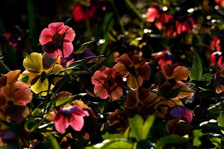 D5003_031658