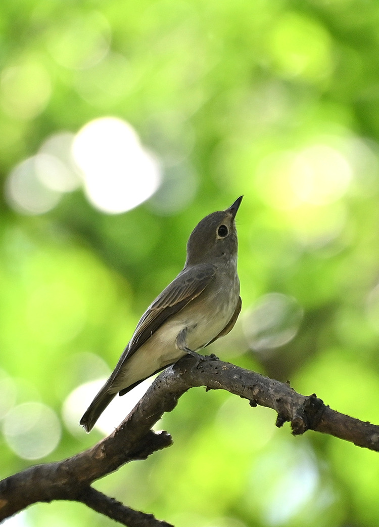 Z6ii1_105374