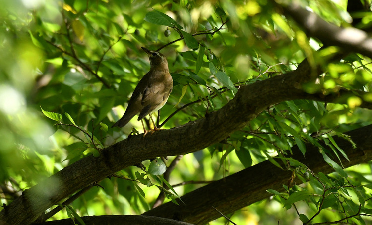 D5003_110039